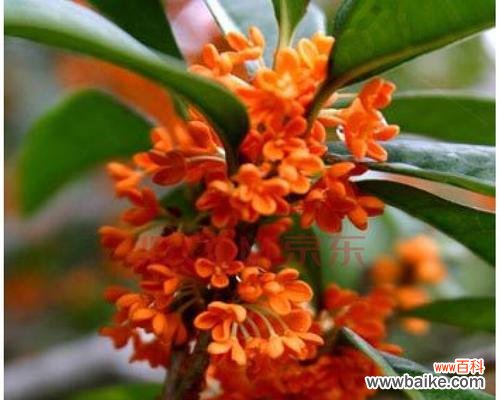 迎接春天的第一缕阳光 金桂花开时节，寓意绵长