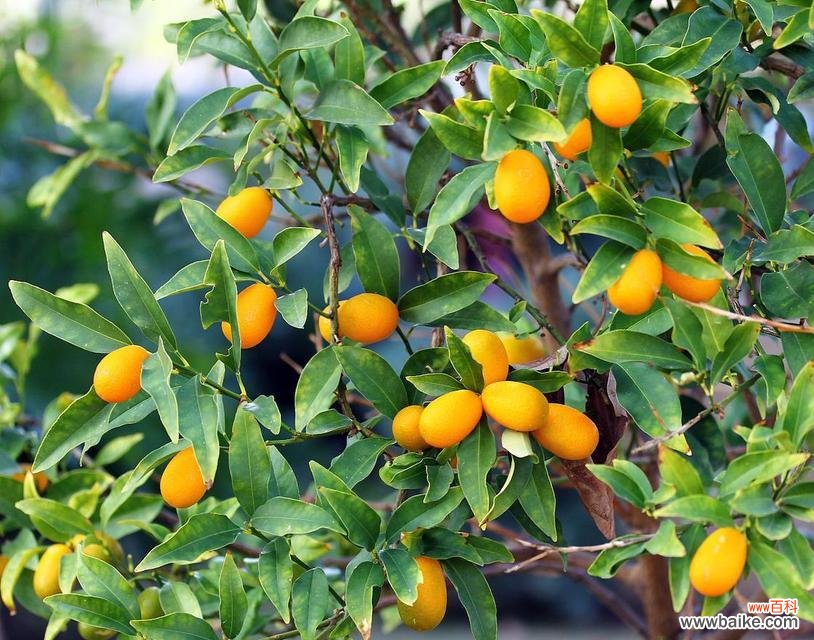 招财进宝的金桔树在家居摆放中的注意事项 金桔树的风水寓意与摆放位置