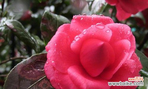 探寻牡丹的历史传承和文化内涵 金华的市花——牡丹的花语与意义