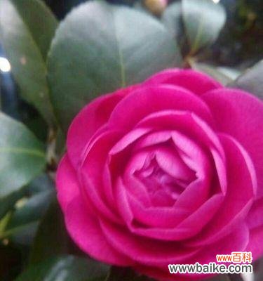 探寻牡丹的历史传承和文化内涵 金华的市花——牡丹的花语与意义