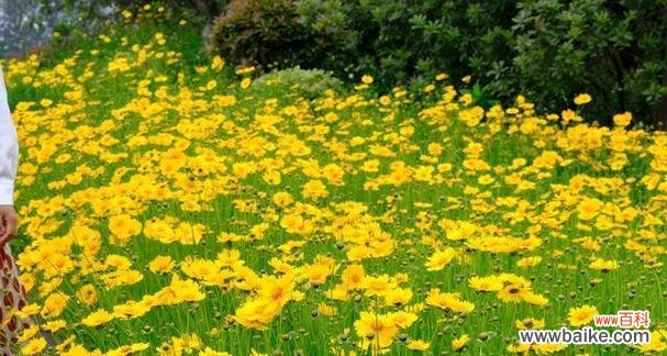 探寻金鸡菊花语和寓意的世界 金鸡菊花语与寓意