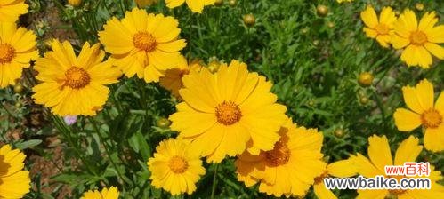 探寻金鸡菊花语和寓意的世界 金鸡菊花语与寓意