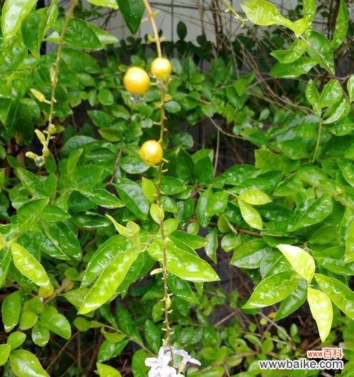 揭开金露花的花语之谜 金露花的花语与寓意