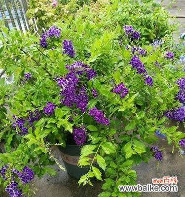 揭开金露花的花语之谜 金露花的花语与寓意