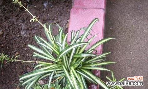 了解金心吊兰的开花过程和象征意义 金心吊兰的开花与寓意