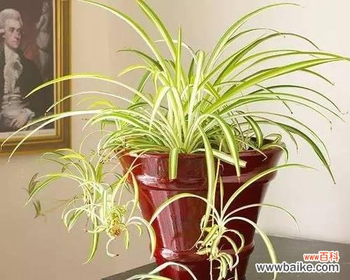 了解金心吊兰的开花过程和象征意义 金心吊兰的开花与寓意