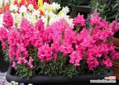 探寻金鱼花的神秘与魅力 金鱼花的花语与美丽传说