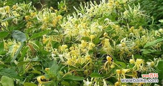 探索金银花的神秘与美丽 金银花花语与寓意