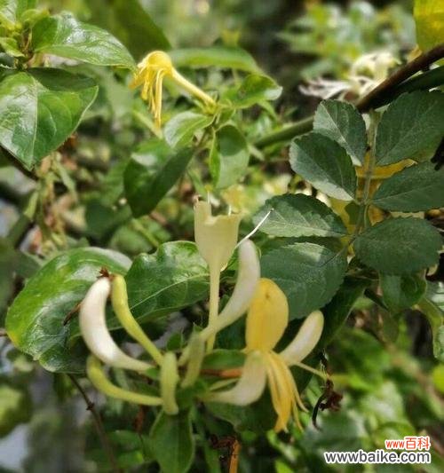 探索金银花的神秘与美丽 金银花花语与寓意