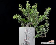 解读金枝玉叶背后的寓意与象征 金枝玉叶的寓意与象征风水