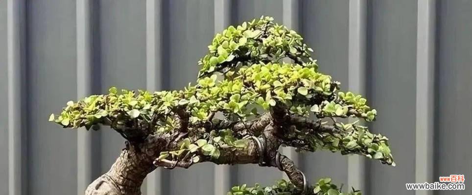 解读金枝玉叶背后的寓意与象征 金枝玉叶的寓意与象征风水