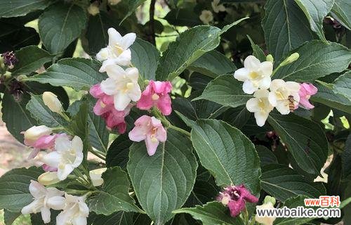 揭开锦带花的神秘面纱 《锦带花的花语与寓意》