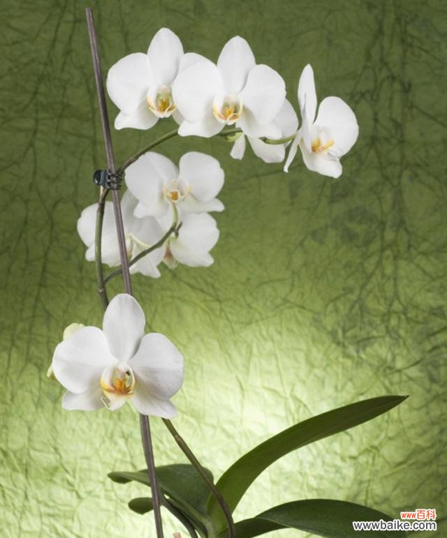 探寻白兰花的文化底蕴与晋江的独特之处 白兰花——晋江的市花与象征意义