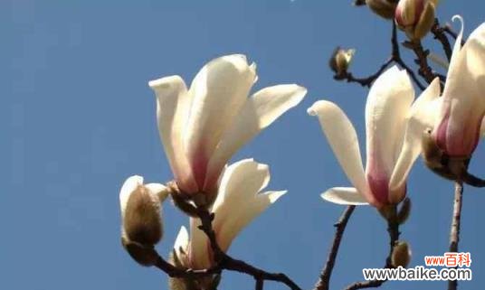 探寻白兰花的文化底蕴与晋江的独特之处 白兰花——晋江的市花与象征意义