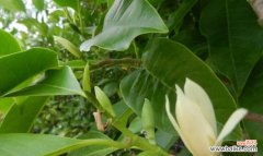 探寻白兰花的文化底蕴与晋江的独特之处 白兰花——晋江的市花与象征意义