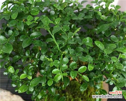 探秘九里香的神奇之处与摆放禁忌 九里香的风水寓意及摆放位置