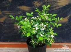 探秘九里香的神奇之处与摆放禁忌 九里香的风水寓意及摆放位置