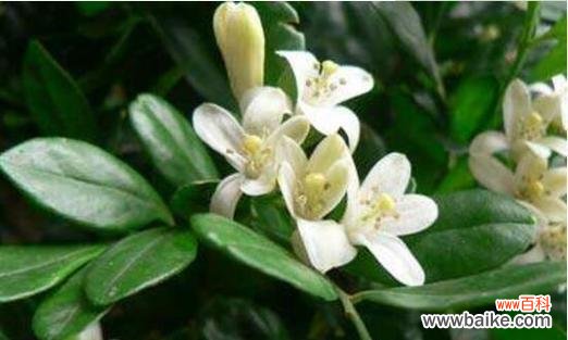 探秘九里香的神奇之处与摆放禁忌 九里香的风水寓意及摆放位置