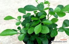 揭开九里香的秘密 九里香的神奇寓意与象征风水