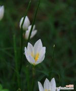 揭示韭莲花语的隐含意义 韭莲花语与人生哲理