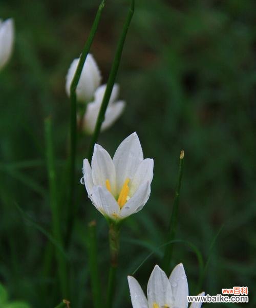 揭示韭莲花语的隐含意义 韭莲花语与人生哲理