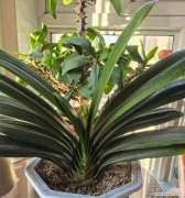 哪种花象征富贵生财适合送人？