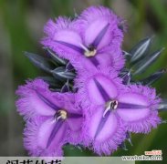 紫色花代表什么意义？它们通常象征着什么？