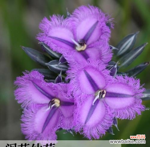 紫色花代表什么意义？它们通常象征着什么？