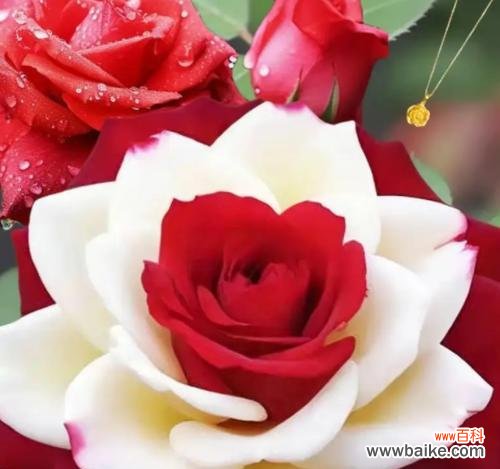 情人节送什么花最能表达爱意?哪种花象征着情人节?