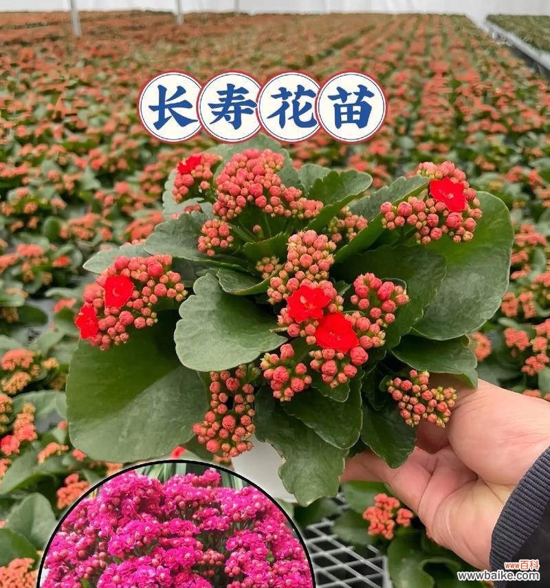 寓意健康的水果花有哪些?哪些花象征着健康和活力?