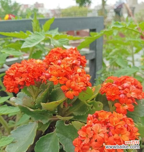 寓意健康的水果花有哪些?哪些花象征着健康和活力?