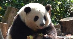 哪些动物和花象征和谐美好？