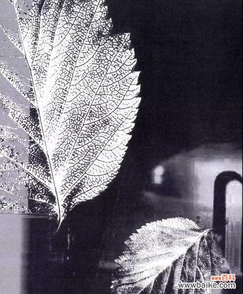 哪些花用灰色象征诚恳？