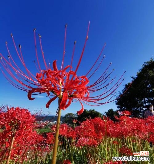 蓝色彼岸花的真正含义是什么？