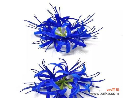 蓝色彼岸花的真正含义是什么？