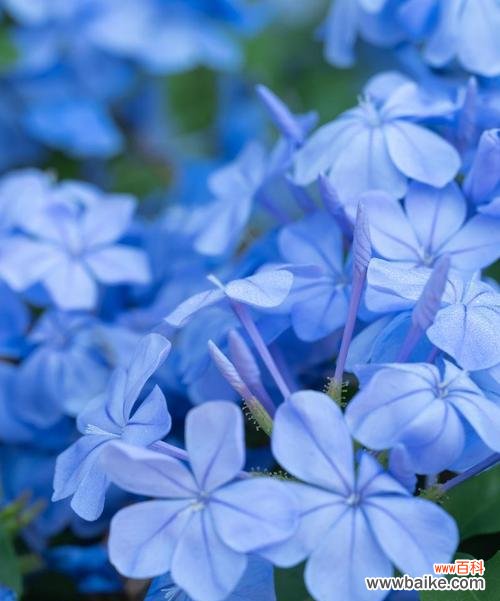 哪种颜色的花最有寓意?它们代表了什么?