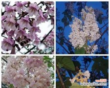 泡桐花语的解读与情感的表达 泡桐花