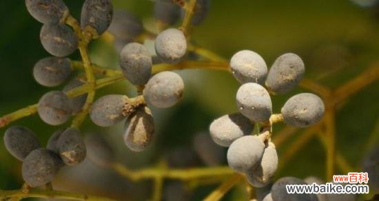 探寻女贞子花语中的秘密 女贞子的花语与意义