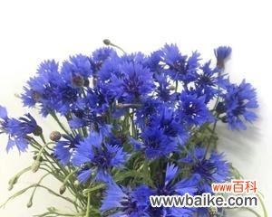 用鲜花传递深情友谊 朋友间送花的意义与选择