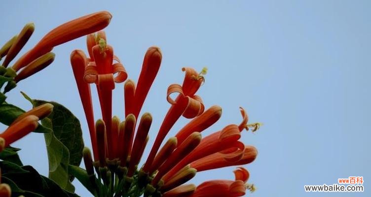 传承千年的喜庆符号 炮仗花的喜庆花语与象征