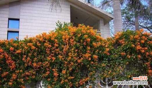 传递祝福 炮仗花花语