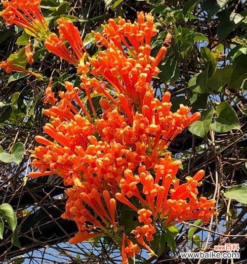 传递祝福 炮仗花花语