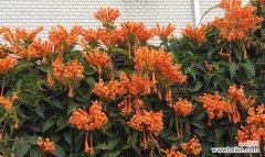 传递祝福 炮仗花花语