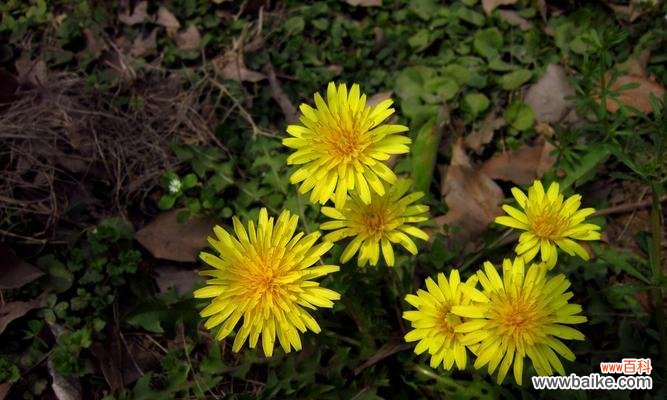 爱情中的勇气与坚持 蒲公英的爱情寓意与象征