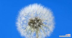 爱情中的勇气与坚持 蒲公英的爱情寓意与象征