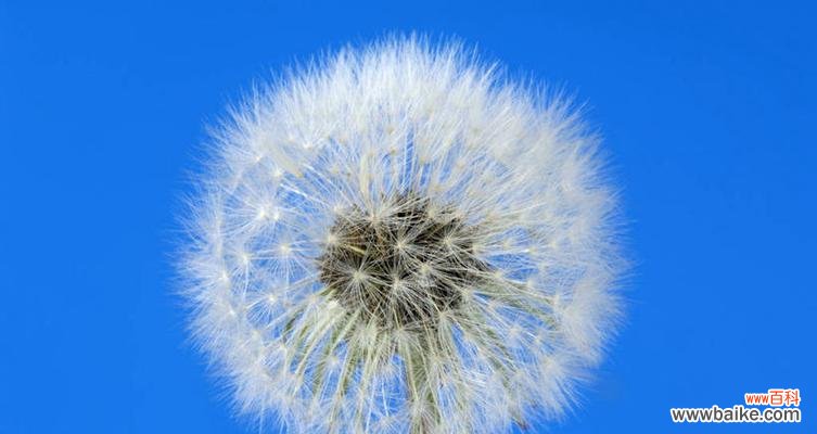 爱情中的勇气与坚持 蒲公英的爱情寓意与象征