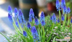 探索葡萄风信子的花语及象征意义 葡萄风信子花语与其象征意义