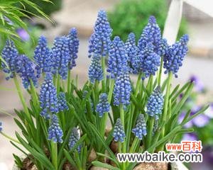 探索葡萄风信子的花语及象征意义 葡萄风信子花语与其象征意义