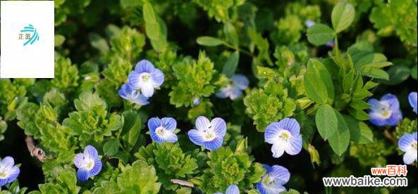 以婆婆纳的花语 探寻以婆婆纳的花语之美