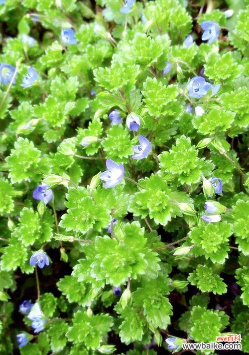 以婆婆纳的花语 探寻以婆婆纳的花语之美